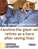 Last year, African giant pouched rats like Carolina prevented nearly 400,000 new cases of tuberculosis. It's possible because of their extreme sense of smell.